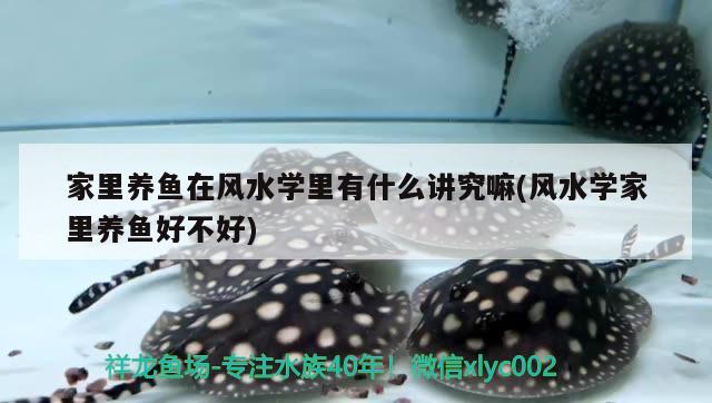 家里養(yǎng)魚在風水學里有什么講究嘛(風水學家里養(yǎng)魚好不好) 魚缸風水