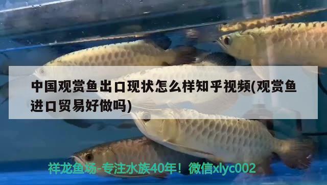 中國觀賞魚出口現(xiàn)狀怎么樣知乎視頻(觀賞魚進(jìn)口貿(mào)易好做嗎) 觀賞魚進(jìn)出口