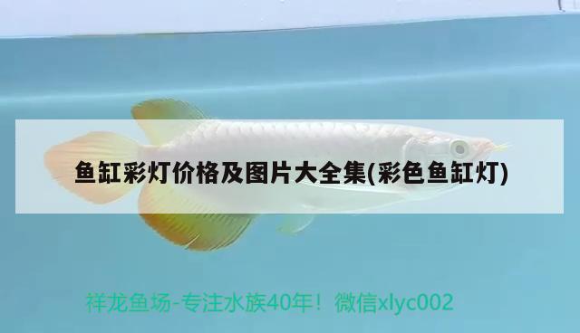 魚缸彩燈價(jià)格及圖片大全集(彩色魚缸燈)