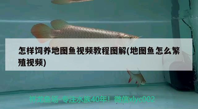 怎樣飼養(yǎng)地圖魚視頻教程圖解(地圖魚怎么繁殖視頻)