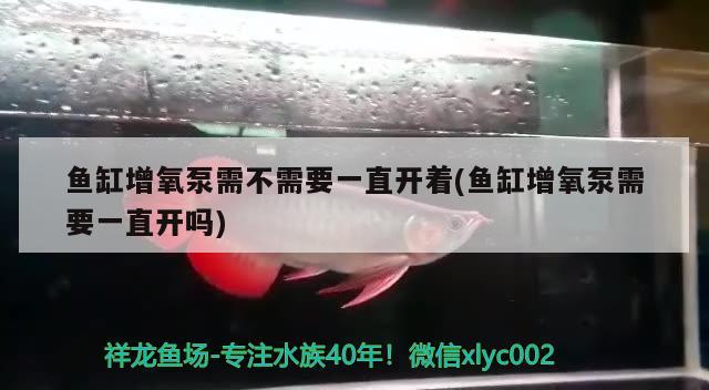 魚缸增氧泵需不需要一直開著(魚缸增氧泵需要一直開嗎) 銀河星鉆魚