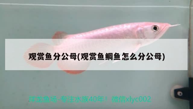 觀賞魚分公母(觀賞魚鯛魚怎么分公母)