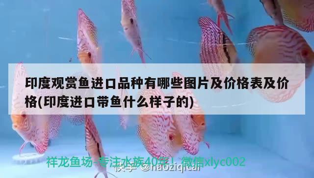 印度觀賞魚進口品種有哪些圖片及價格表及價格(印度進口帶魚什么樣子的) 觀賞魚進出口