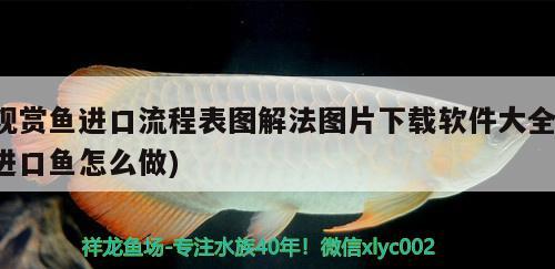 觀賞魚進(jìn)口流程表圖解法圖片下載軟件大全(進(jìn)口魚怎么做)