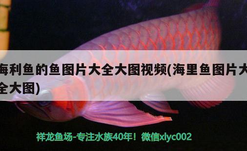 海利魚的魚圖片大全大圖視頻(海里魚圖片大全大圖)