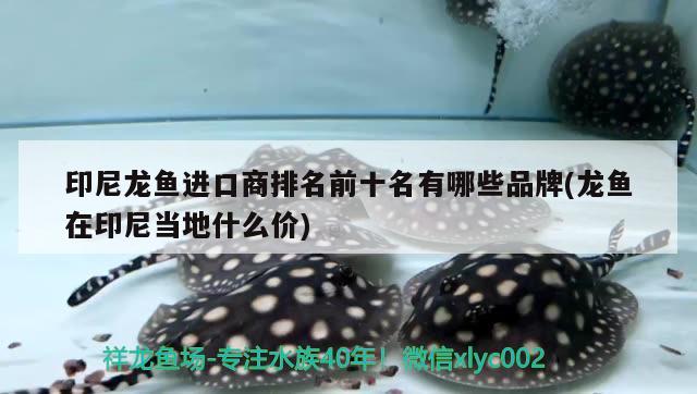 印尼龍魚進口商排名前十名有哪些品牌(龍魚在印尼當?shù)厥裁磧r) 觀賞魚進出口