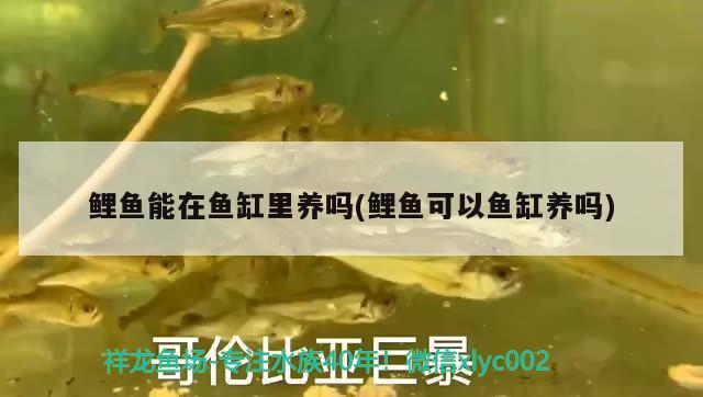 鯉魚能在魚缸里養(yǎng)嗎(鯉魚可以魚缸養(yǎng)嗎) 虎紋銀版魚