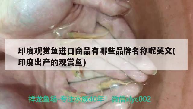 印度觀賞魚進口商品有哪些品牌名稱呢英文(印度出產的觀賞魚)