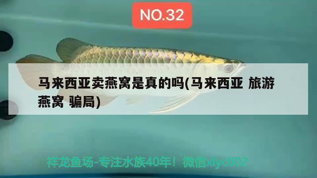 馬來西亞賣燕窩是真的嗎(馬來西亞旅游燕窩騙局) 馬來西亞燕窩