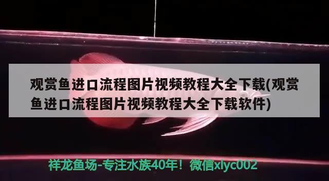 觀賞魚(yú)進(jìn)口流程圖片視頻教程大全下載(觀賞魚(yú)進(jìn)口流程圖片視頻教程大全下載軟件) 觀賞魚(yú)進(jìn)出口