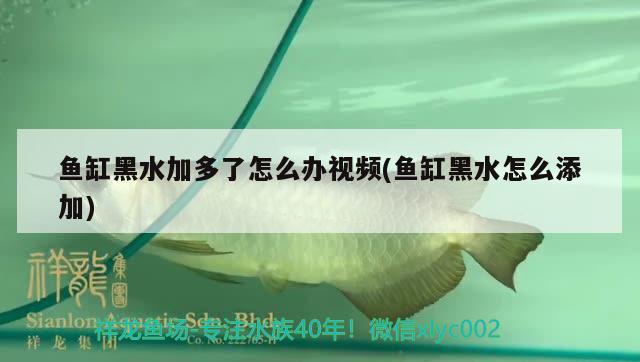 魚缸黑水加多了怎么辦視頻(魚缸黑水怎么添加) 一眉道人魚苗