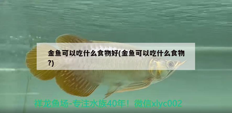 金魚可以吃什么食物好(金魚可以吃什么食物？) 野彩魚