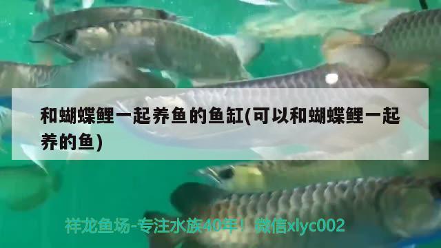 和蝴蝶鯉一起養(yǎng)魚的魚缸(可以和蝴蝶鯉一起養(yǎng)的魚) 蝴蝶鯉