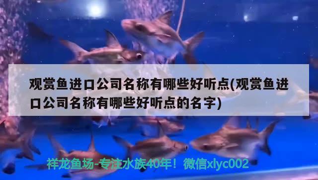 觀賞魚進(jìn)口公司名稱有哪些好聽點(觀賞魚進(jìn)口公司名稱有哪些好聽點的名字) 觀賞魚進(jìn)出口