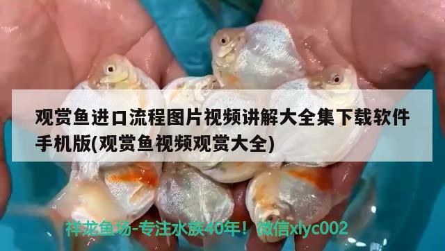 觀賞魚進口流程圖片視頻講解大全集下載軟件手機版(觀賞魚視頻觀賞大全)