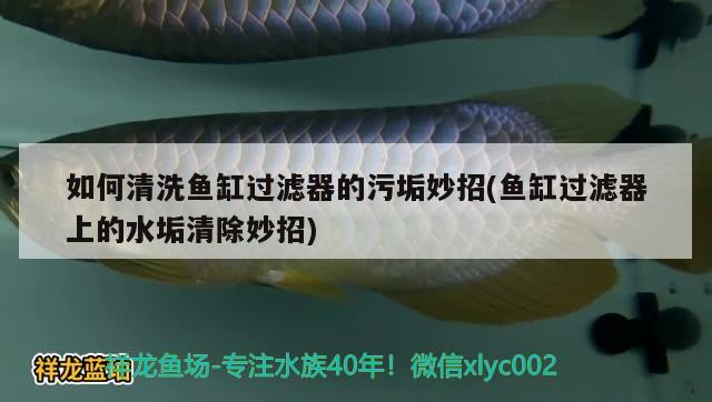 如何清洗魚缸過濾器的污垢妙招(魚缸過濾器上的水垢清除妙招) 印尼虎苗