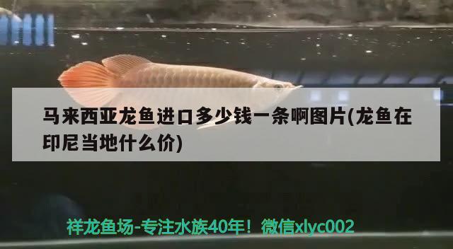 馬來西亞龍魚進(jìn)口多少錢一條啊圖片(龍魚在印尼當(dāng)?shù)厥裁磧r)