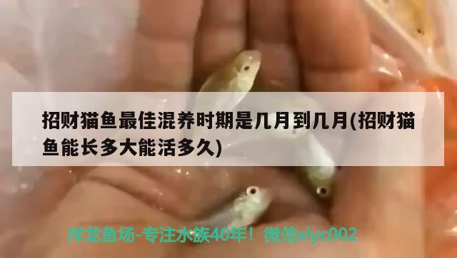 招財貓魚最佳混養(yǎng)時期是幾月到幾月(招財貓魚能長多大能活多久) 和尚魚