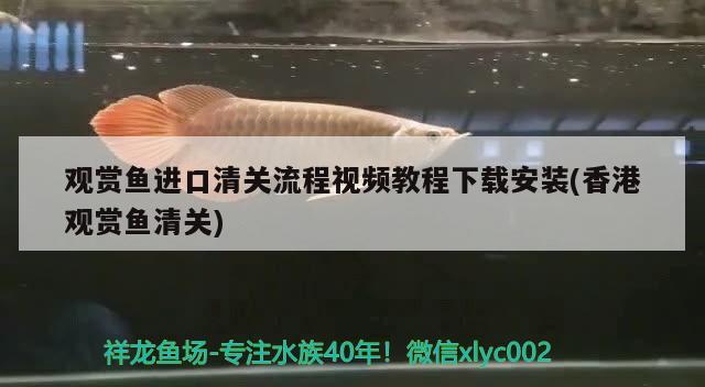 觀賞魚進口清關(guān)流程視頻教程下載安裝(香港觀賞魚清關(guān))