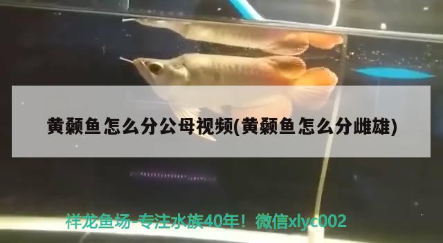 黃顙魚怎么分公母視頻(黃顙魚怎么分雌雄) 大正錦鯉魚