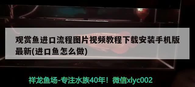 觀賞魚進口流程圖片視頻教程下載安裝手機版最新(進口魚怎么做) 觀賞魚進出口