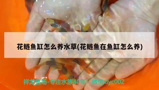 花鰱魚缸怎么養(yǎng)水草(花鰱魚在魚缸怎么養(yǎng))