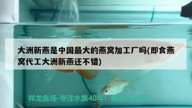 大洲新燕是中國(guó)最大的燕窩加工廠嗎(即食燕窩代工大洲新燕還不錯(cuò)) 馬來(lái)西亞燕窩