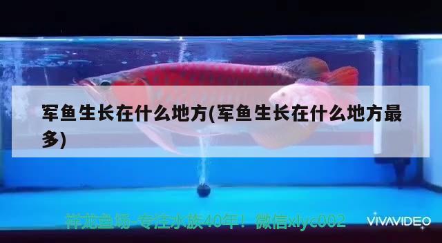 軍魚生長在什么地方(軍魚生長在什么地方最多)