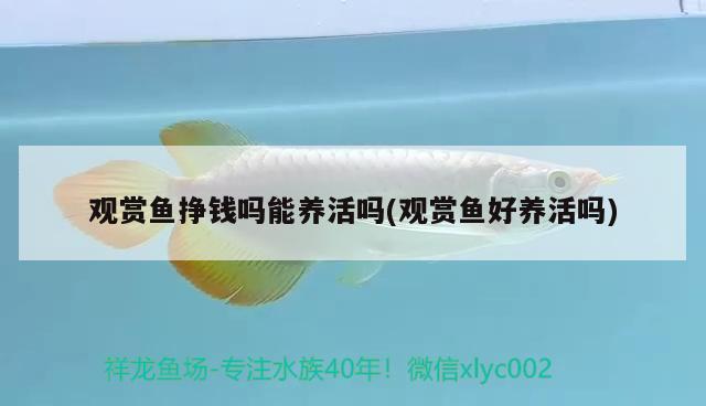 觀賞魚掙錢嗎能養(yǎng)活嗎(觀賞魚好養(yǎng)活嗎) 慈雕魚