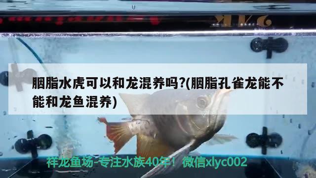 胭脂水虎可以和龍混養(yǎng)嗎？(胭脂孔雀龍能不能和龍魚混養(yǎng)) 食人魚（水虎）