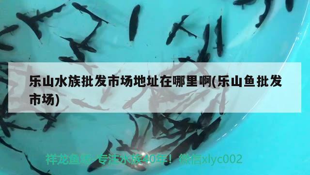 樂山水族批發(fā)市場地址在哪里啊(樂山魚批發(fā)市場) 觀賞魚水族批發(fā)市場