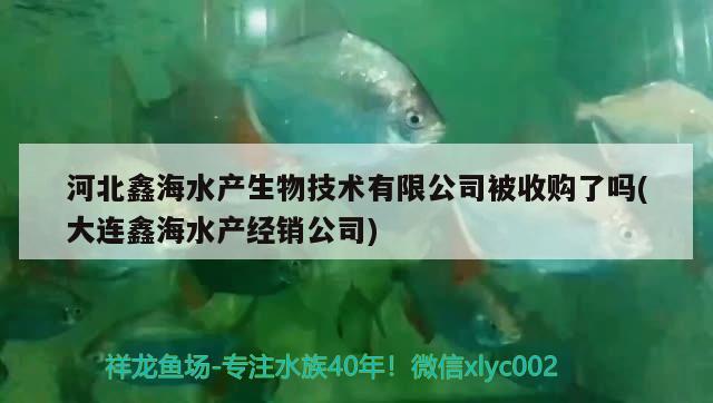 河北鑫海水產(chǎn)生物技術(shù)有限公司被收購了嗎(大連鑫海水產(chǎn)經(jīng)銷公司)