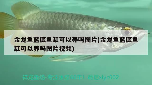 金龍魚藍底魚缸可以養(yǎng)嗎圖片(金龍魚藍底魚缸可以養(yǎng)嗎圖片視頻) 鐵甲武士 第2張