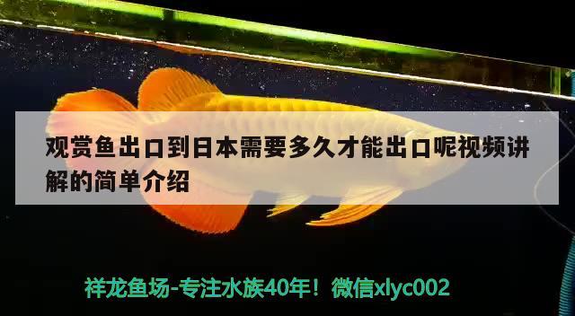 觀賞魚出口到日本需要多久才能出口呢視頻講解的簡單介紹 觀賞魚進出口