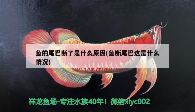 魚的尾巴斷了是什么原因(魚斷尾巴這是什么情況)