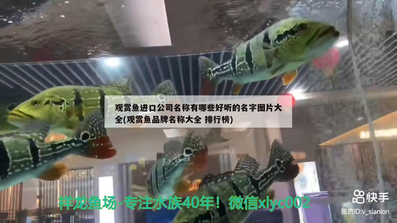 觀賞魚進口公司名稱有哪些好聽的名字圖片大全(觀賞魚品牌名稱大全排行榜)