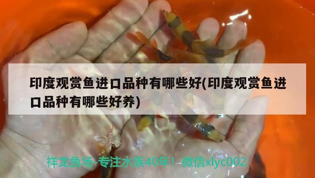 印度觀賞魚進口品種有哪些好(印度觀賞魚進口品種有哪些好養(yǎng))