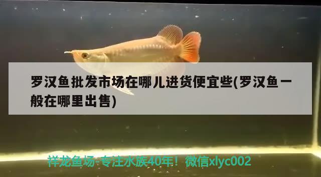 羅漢魚批發(fā)市場在哪兒進(jìn)貨便宜些(羅漢魚一般在哪里出售) 羅漢魚