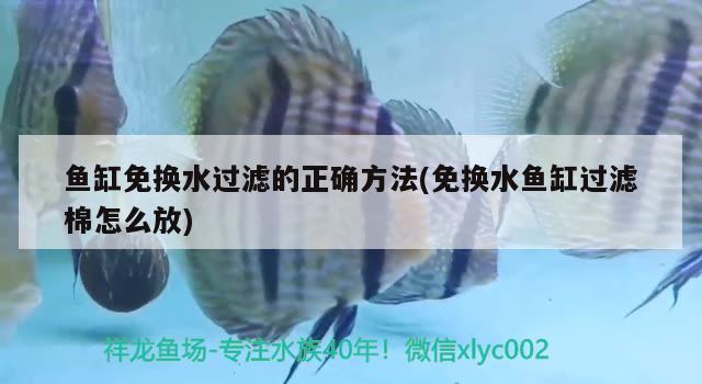 魚缸免換水過濾的正確方法(免換水魚缸過濾棉怎么放) 巨骨舌魚