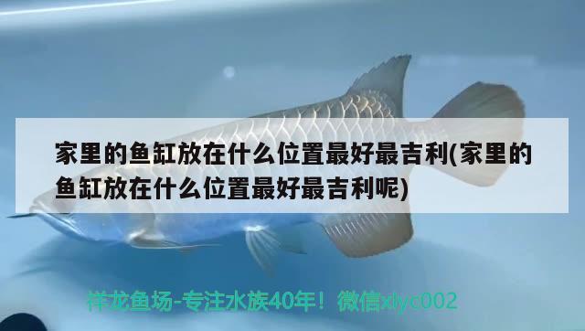 家里的魚缸放在什么位置最好最吉利(家里的魚缸放在什么位置最好最吉利呢)