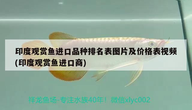 印度觀賞魚進(jìn)口品種排名表圖片及價(jià)格表視頻(印度觀賞魚進(jìn)口商)