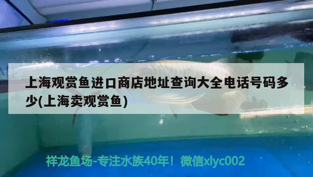 上海觀賞魚(yú)進(jìn)口商店地址查詢(xún)大全電話號(hào)碼多少(上海賣(mài)觀賞魚(yú)) 觀賞魚(yú)進(jìn)出口