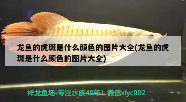 龍魚的虎斑是什么顏色的圖片大全(龍魚的虎斑是什么顏色的圖片大全) 元寶鯽