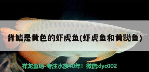 背鰭是黃色的蝦虎魚(蝦虎魚和黃黝魚) 虎魚百科