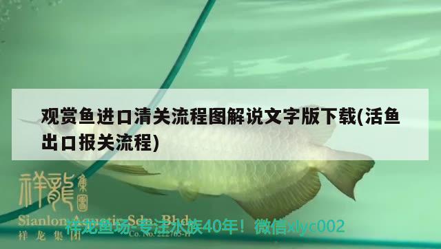 觀賞魚進口清關(guān)流程圖解說文字版下載(活魚出口報關(guān)流程)