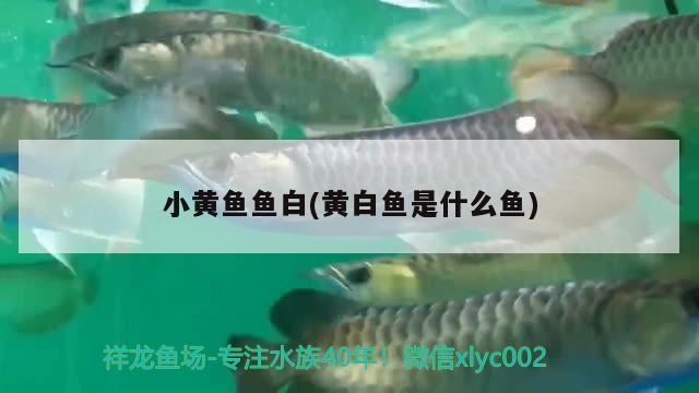 小黃魚魚白(黃白魚是什么魚)