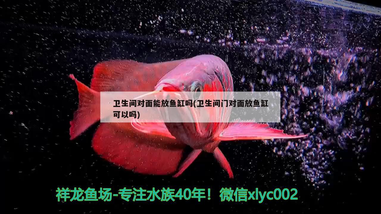 衛(wèi)生間對面能放魚缸嗎(衛(wèi)生間門對面放魚缸可以嗎)