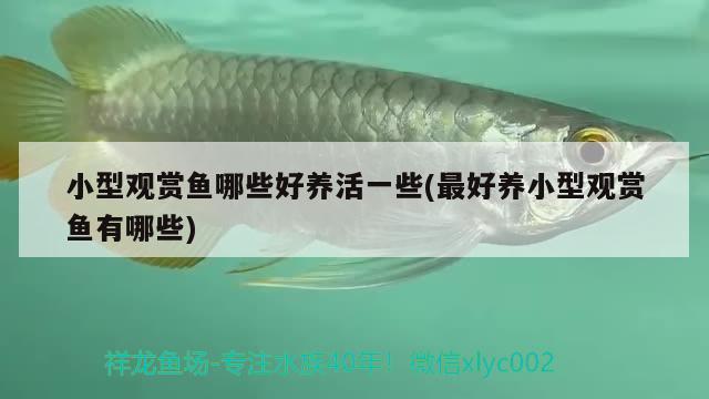 小型觀賞魚哪些好養(yǎng)活一些(最好養(yǎng)小型觀賞魚有哪些) 小型觀賞魚