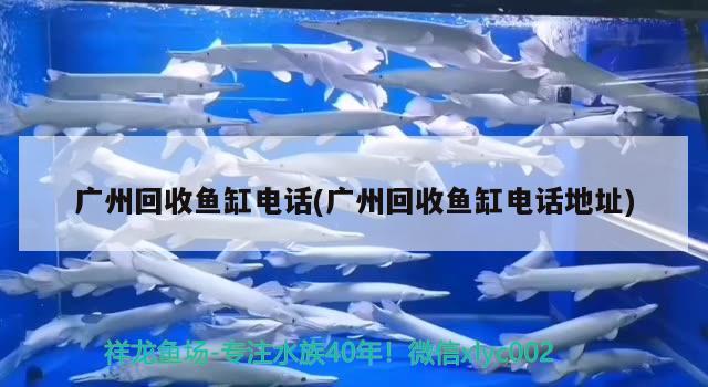 廣州回收魚缸電話(廣州回收魚缸電話地址) 刀魚魚