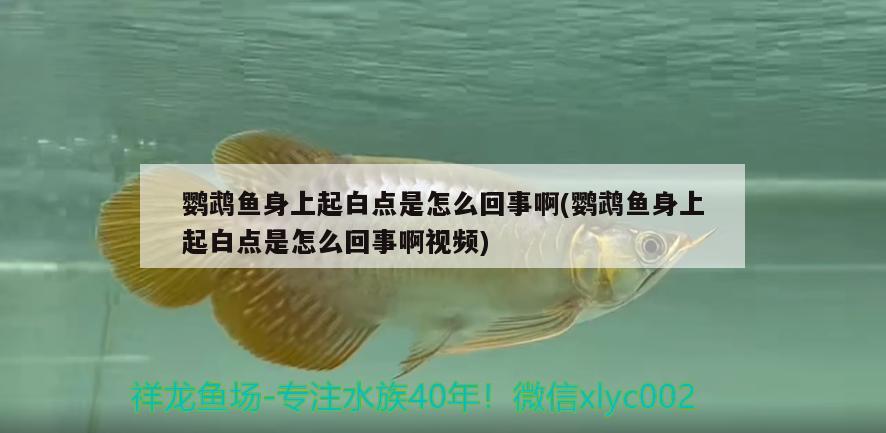 鸚鵡魚身上起白點是怎么回事啊(鸚鵡魚身上起白點是怎么回事啊視頻) 鸚鵡魚